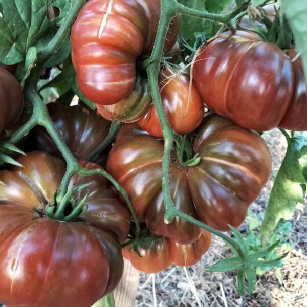 Tomate Purple Calabash Bio La Bo Te Graines