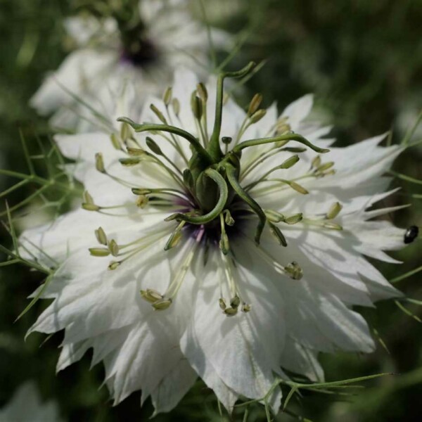 Nigelle de Damas : Entretien fleur et plantation - Exposition, arrosage