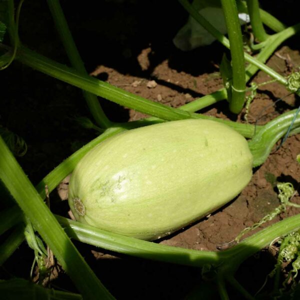 Courge Spaghetti Bio La Bo Te Graines