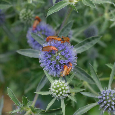 Fleur Panicaut plane bio