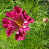 Fleur cosmos piper red bio