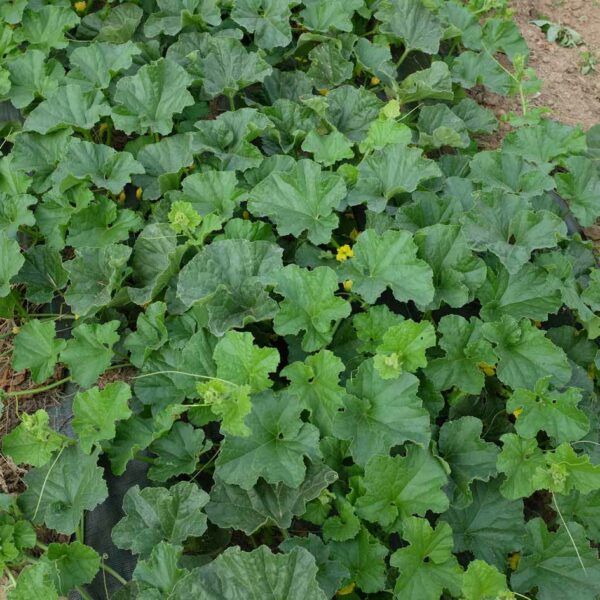 Melon Petit Gris de Rennes Bio La Boîte à Graines