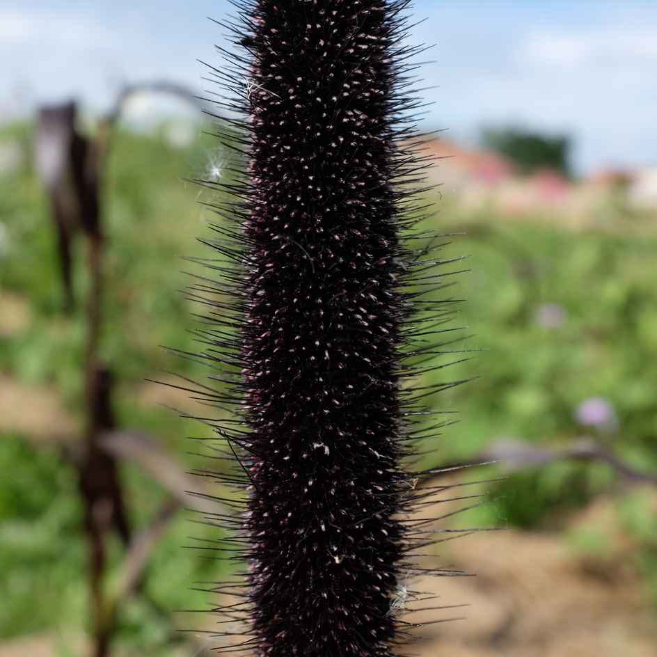 Graines rares et insolites