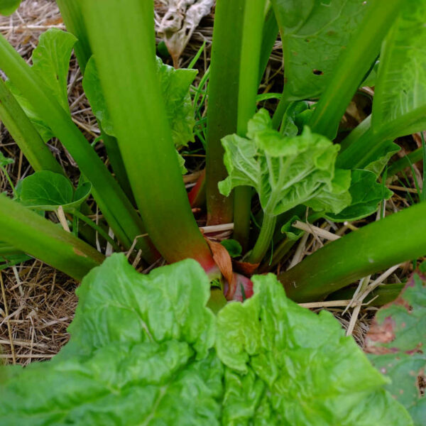 plante de gramme rouge