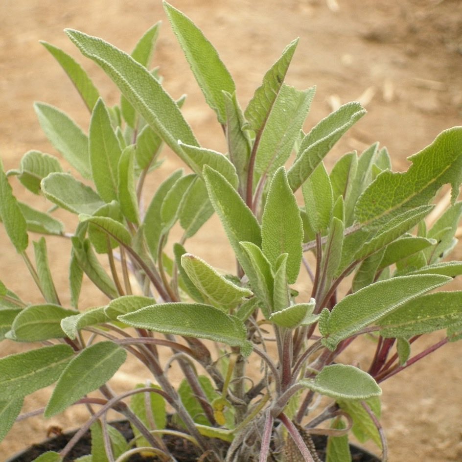 Sauge officinale séchée biologique en sachet de 30 gr Salvia officinalis