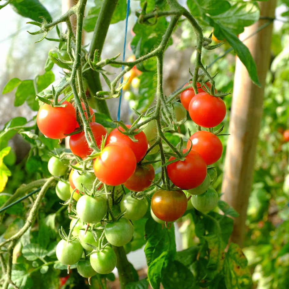 Graines de Tomate Cerise BIO à semer