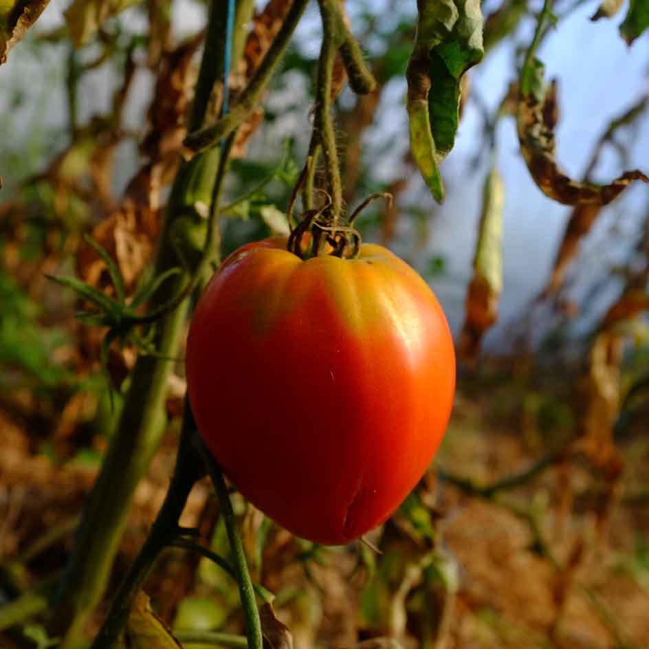 vente graines de tomate cœur de bœuf hongrois - semences paysannes