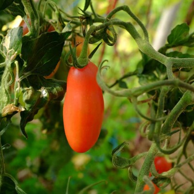 Tomate coucougnette de Vendée bio