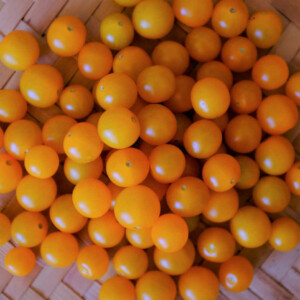 Tomate Yellow Currant bio