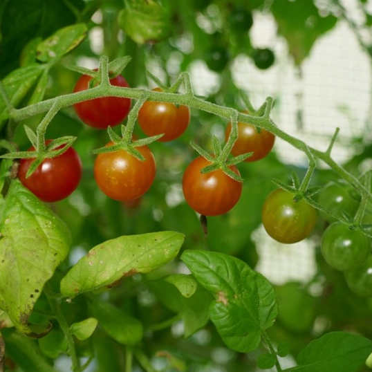 https://www.laboiteagraines.com/wp-content/uploads/2023/03/tomate-petit-moineau-bio-boiteagraines3.jpg