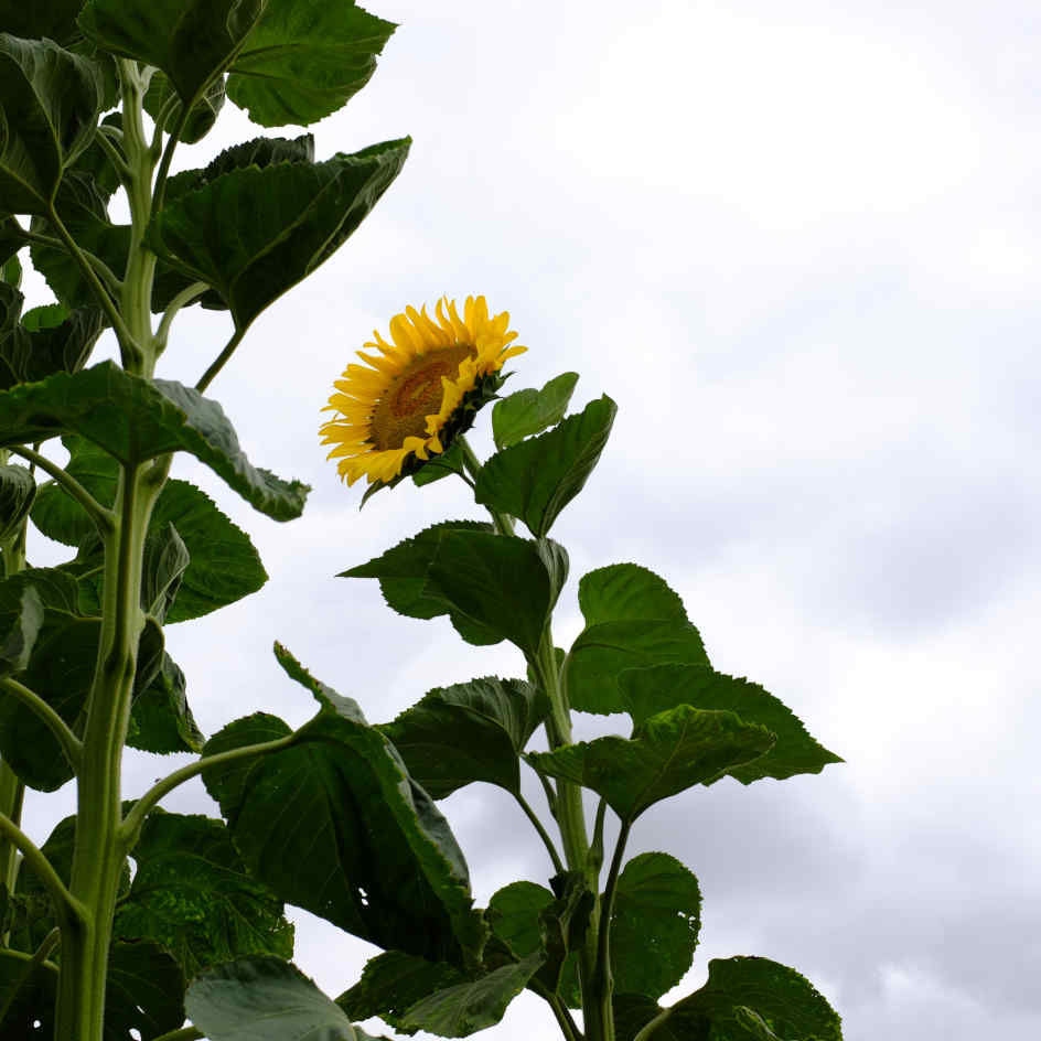 Graines de Tournesol géant BIOLOGIQUE – Le soleil dans votre jardin
