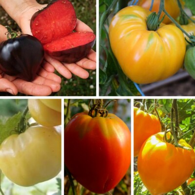 mélange de tomates cœur de bœuf