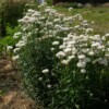 floraison immortelle blanc pur