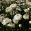 floraison immortelle blanc pur