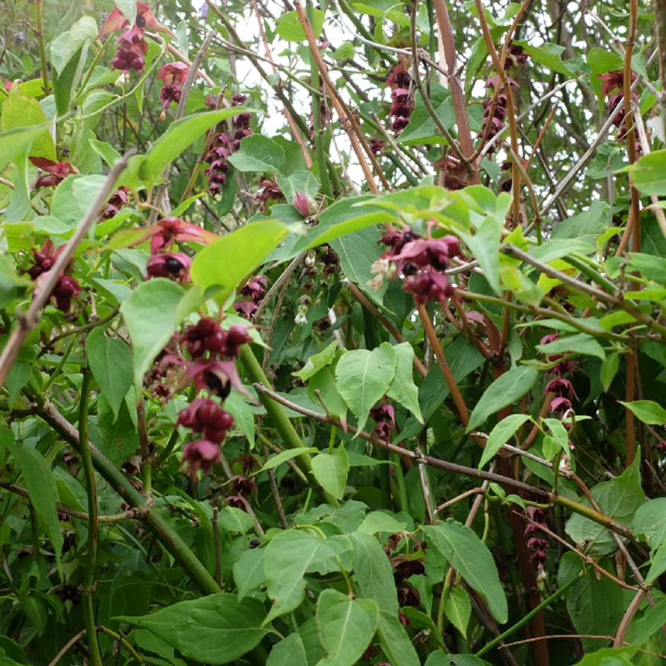 Leycesteria formosa Bio