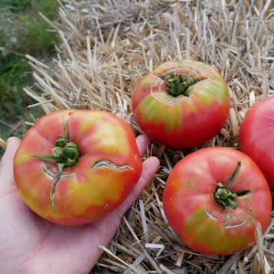 Fruits de tomate rosa de barbastro bio