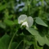 Fleur Pois Corne de Bélier