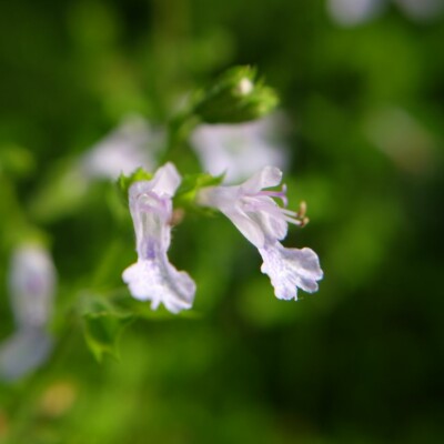 Salvia namaensis graines bio fleurs