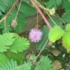 mimosa pudica graine bio