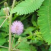 mimosa pudica graine bios