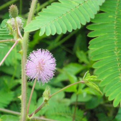 mimosa pudica graine bios