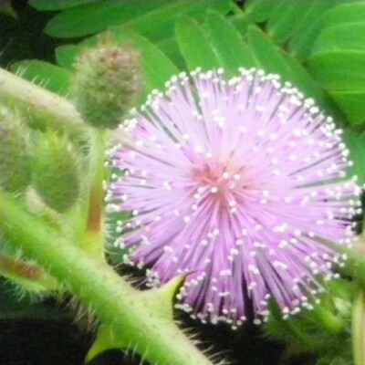 mimosa pudica graine bios