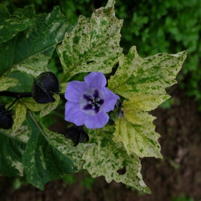 Fleur bleu et feuillage panaché de Nicandra physaloïdes Splash of Cream bio