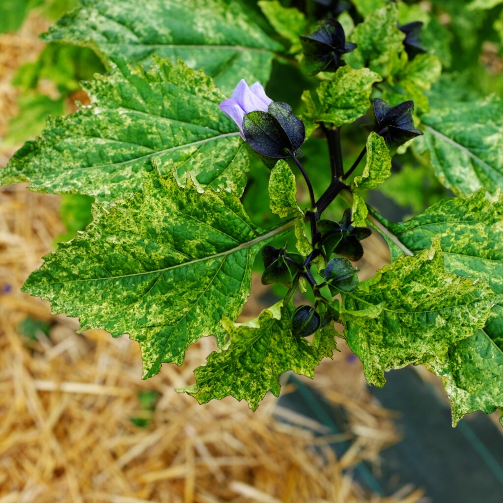 Nicandra physaloides variegata Bio