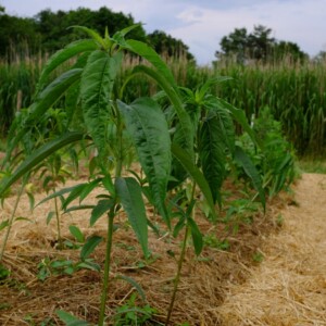 plants helianthus grosseserratus bio