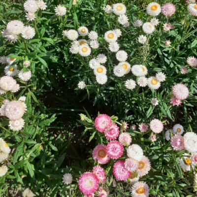 Plantes fleuries d'Immortelle à bractée en mélange