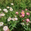 Plantes fleuries d'Immortelle à bractée en mélange