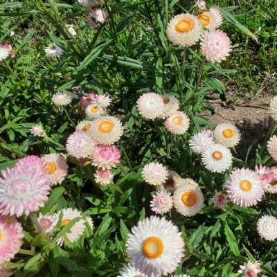 Plantes fleuries d'Immortelle à bractée en mélange bio