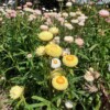 Plantes fleuries d'Immortelle à bractée en mélange