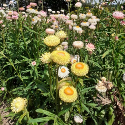 Plantes fleuries d'Immortelle à bractée en mélange