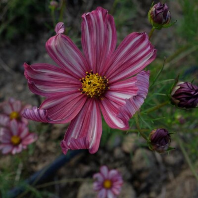 Fleur de Cosmos Velouette stripée Blanche et Rouge