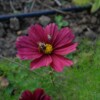 Fleur de Cosmos Velouette Rouge