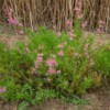 plante Schizanthus grahamii nombreuses fleurs