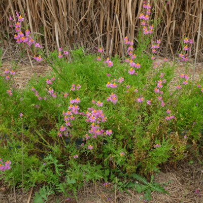 plante Schizanthus grahamii nombreuses fleurs