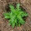 jeune plante Schizanthus grahamii