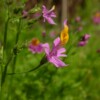 fleur gros plan Schizanthus grahamii