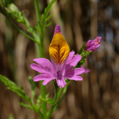 fleur Schizanthus grahamii