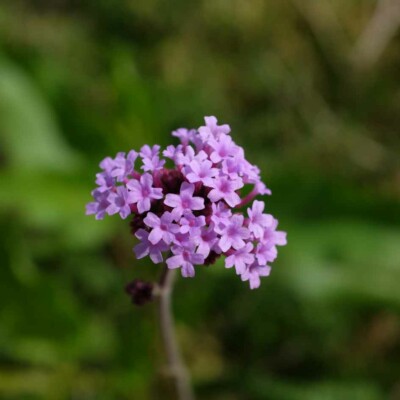 Fleur de Verveine de Buenos-Aires bio graines