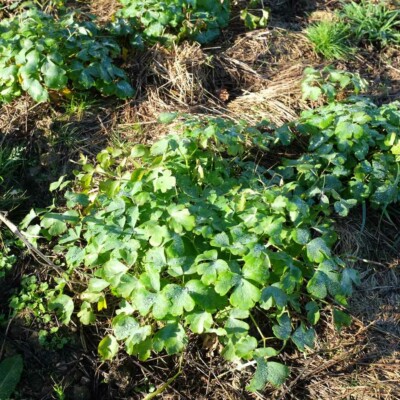 plante ancolie william guiness bio semences la boite à graines