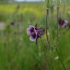 Fleurs d'Ancolie william guiness bio