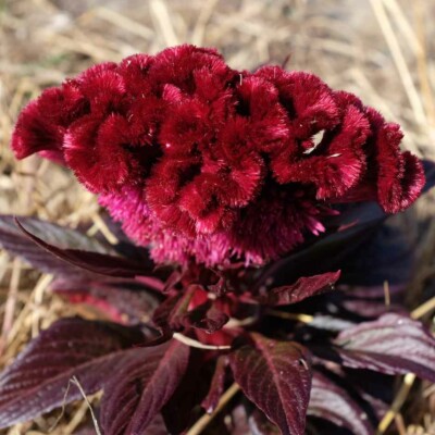 Inflorescence celosie dracula bio