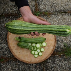 fruit courgette costates romanesco graines bio semences