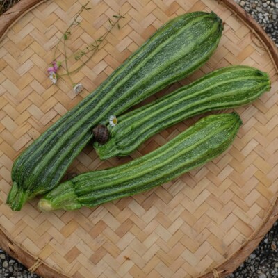 fruits courgette costates romanesco graines bio semences