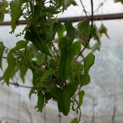 dioscorea bulbifera tige et feuilles