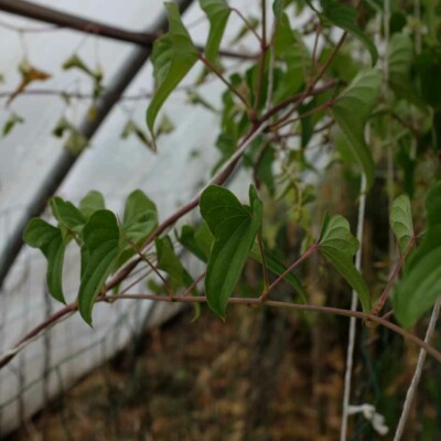 dioscorea bulbifera feuilles grimpante bulbille