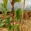 dioscorea bulbifera grimpante tige feuillée bio